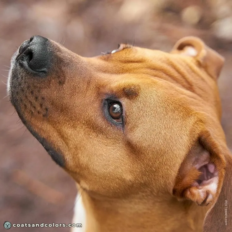 coatsandcolors.com American Staffordshire Terrier Colors black nose 2