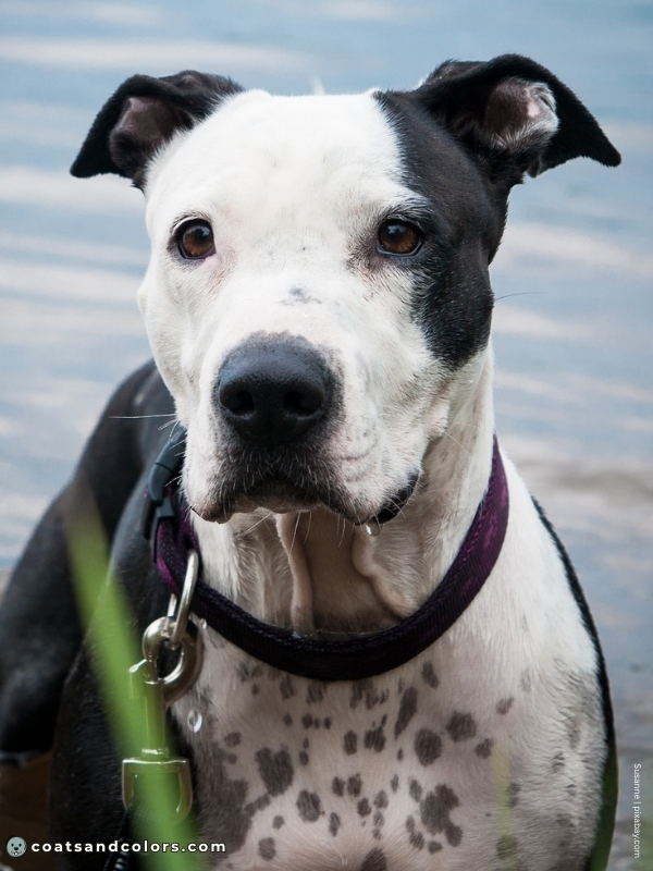 coatsandcolors.com American Staffordshire Terrier Colors black white 3