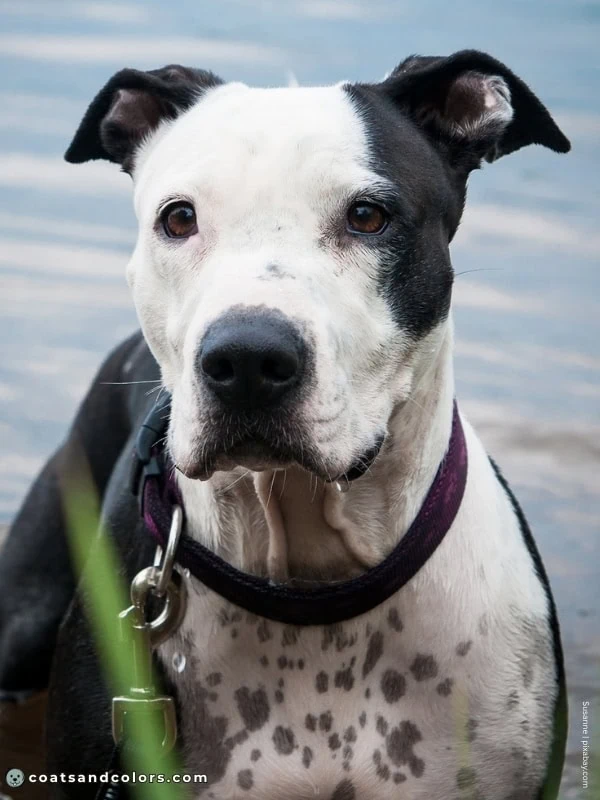 coatsandcolors.com American Staffordshire Terrier Colors black white 3