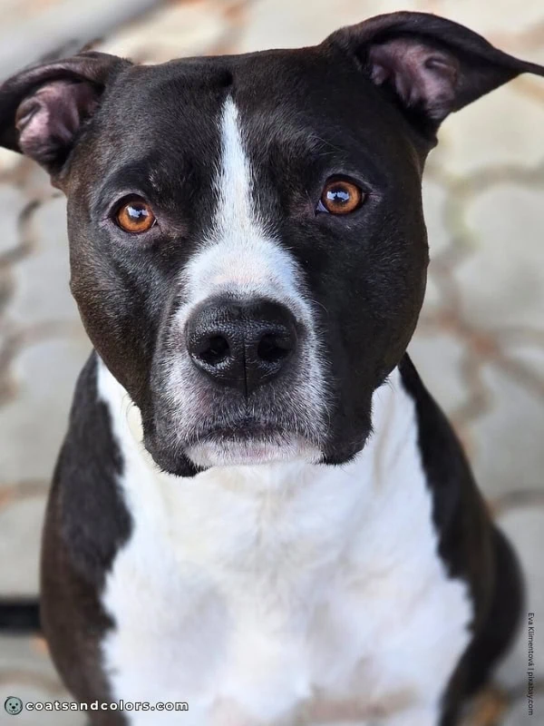 coatsandcolors.com American Staffordshire Terrier Colors black white