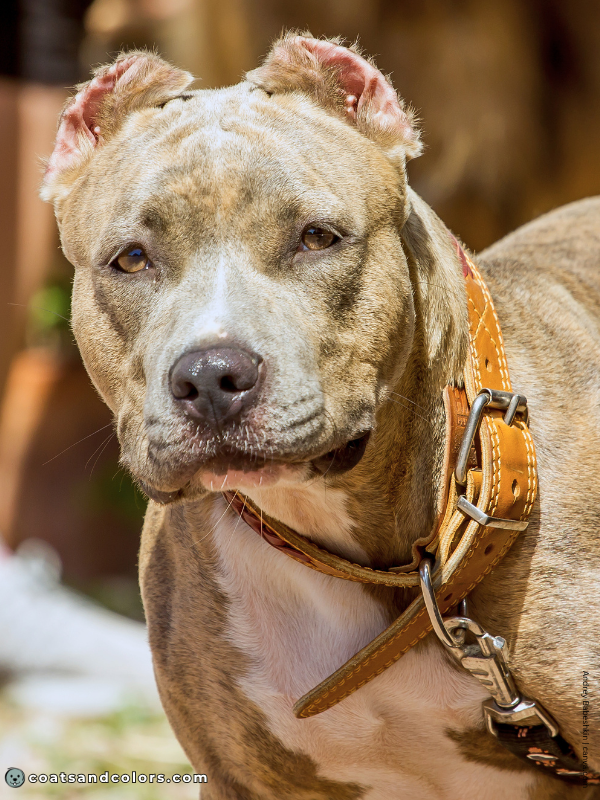 coatsandcolors.com American Staffordshire Terrier Colors blue brindle 1