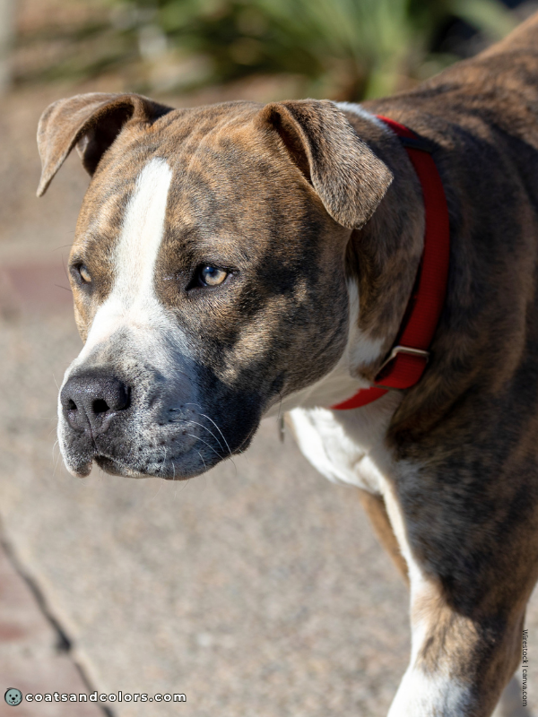 coatsandcolors.com American Staffordshire Terrier Colors blue brindle 2