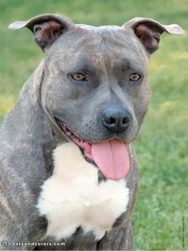 coatsandcolors.com American Staffordshire Terrier Colors blue brindle 3