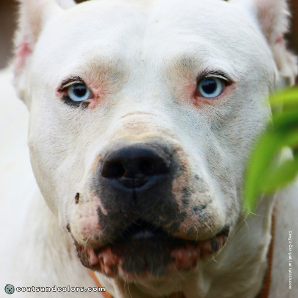 coatsandcolors.com American Staffordshire Terrier Colors blue eyes