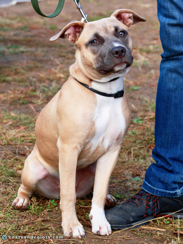coatsandcolors.com American Staffordshire Terrier Colors blue fawn 1