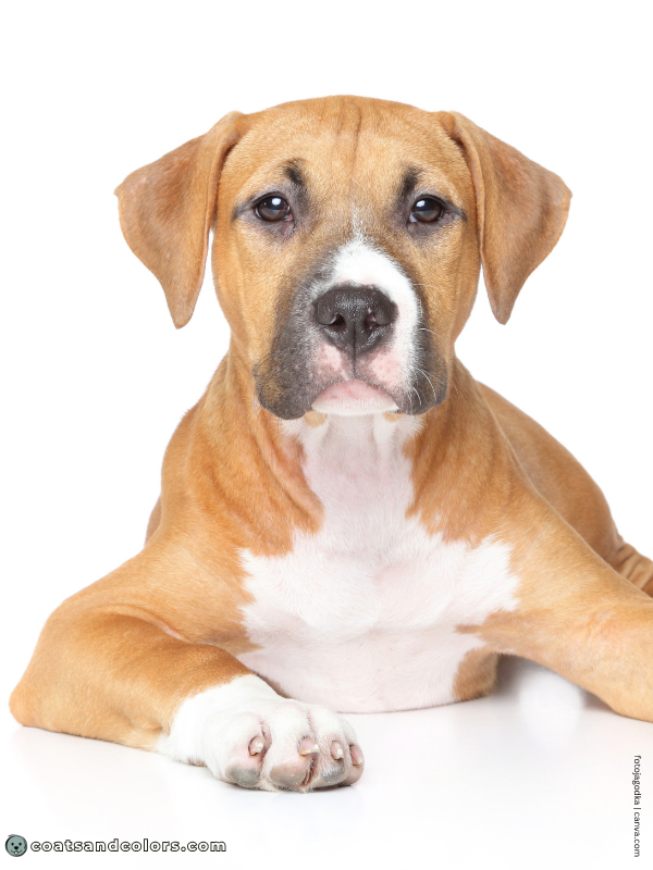 coatsandcolors.com American Staffordshire Terrier Colors blue fawn 2
