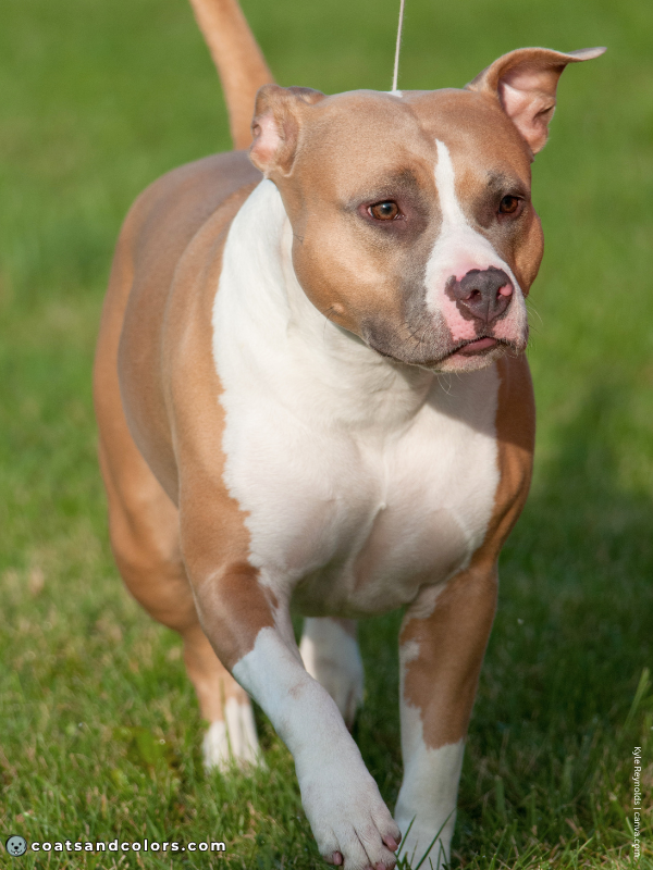 coatsandcolors.com American Staffordshire Terrier Colors blue fawn 3