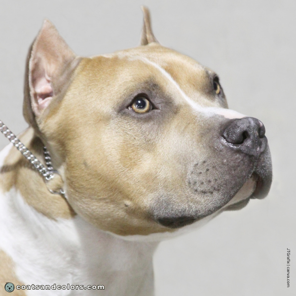 coatsandcolors.com American Staffordshire Terrier Colors blue fawn light tan