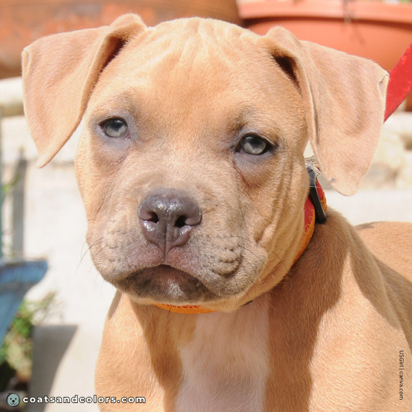 coatsandcolors.com American Staffordshire Terrier Colors blue fawn puppy eye color