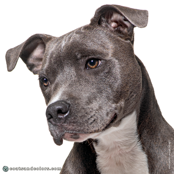 coatsandcolors.com American Staffordshire Terrier Colors blue nose