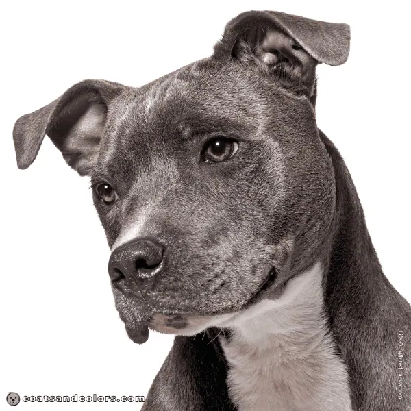 coatsandcolors.com American Staffordshire Terrier Colors blue nose