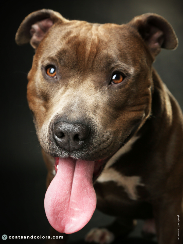 coatsandcolors.com American Staffordshire Terrier Colors blue seal brown