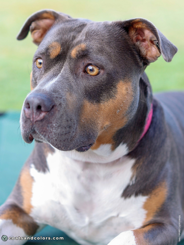 coatsandcolors.com American Staffordshire Terrier Colors blue tan 1