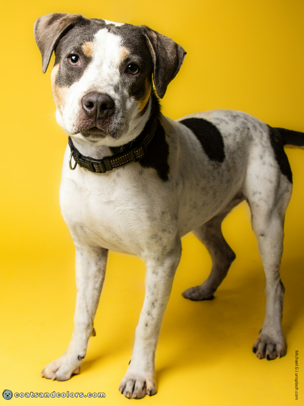 coatsandcolors.com American Staffordshire Terrier Colors blue tri 2