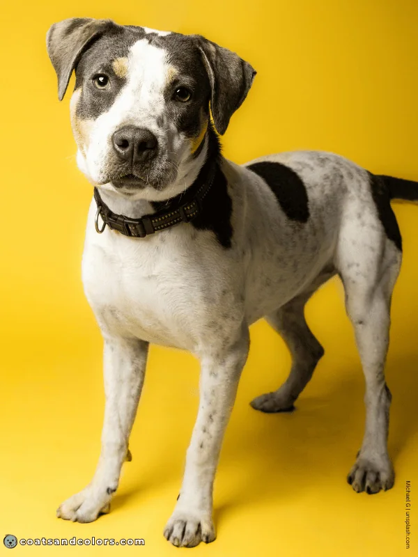 coatsandcolors.com American Staffordshire Terrier Colors blue tri 2