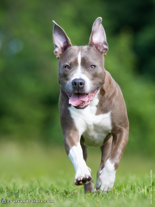 coatsandcolors.com American Staffordshire Terrier Colors blue white 1