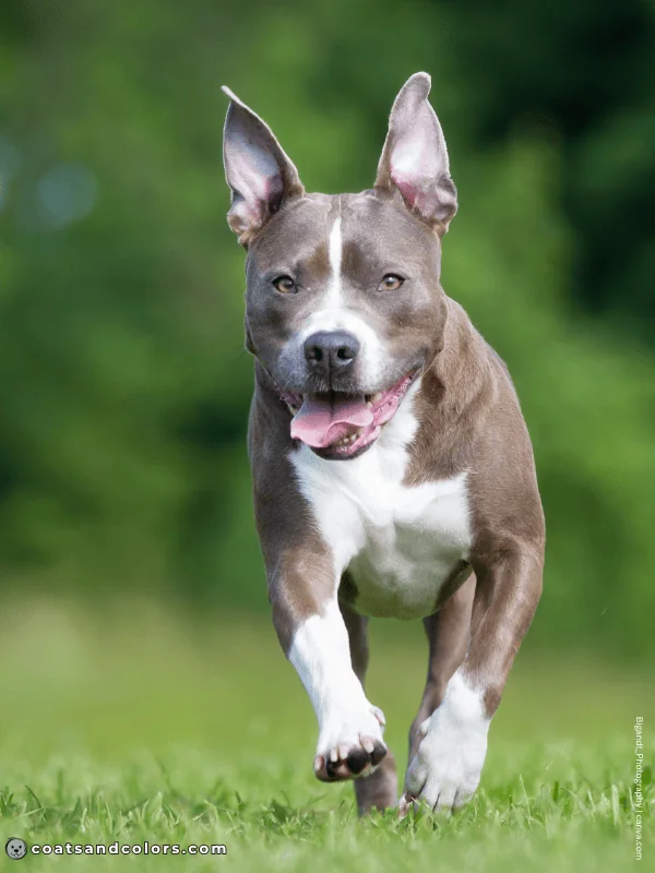 coatsandcolors.com American Staffordshire Terrier Colors blue white 1