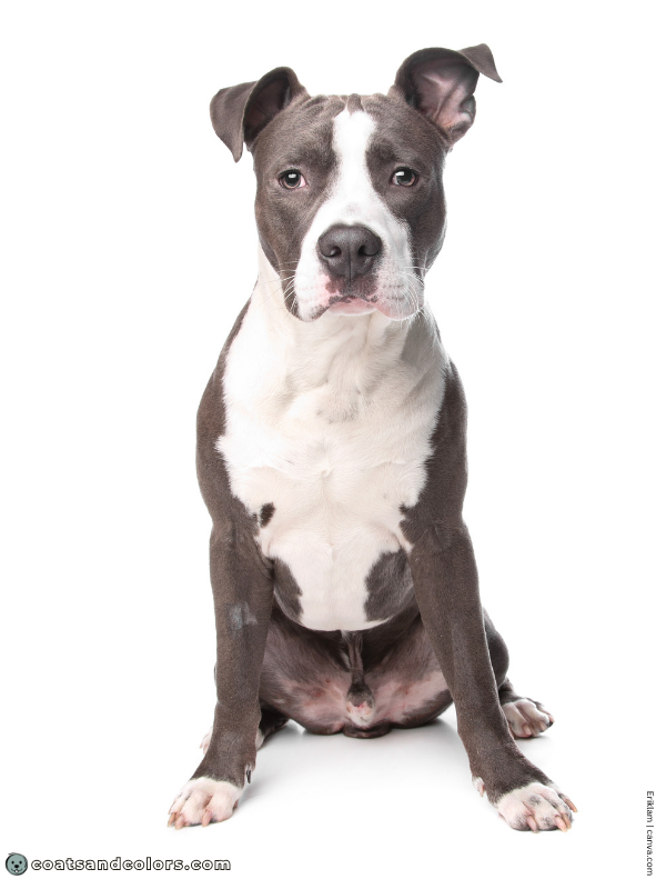 coatsandcolors.com American Staffordshire Terrier Colors blue white 3