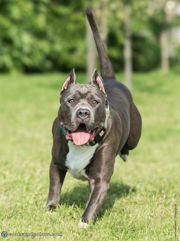 coatsandcolors.com American Staffordshire Terrier Colors blue white