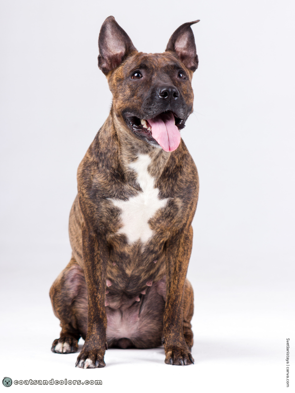 coatsandcolors.com American Staffordshire Terrier Colors brindle 2