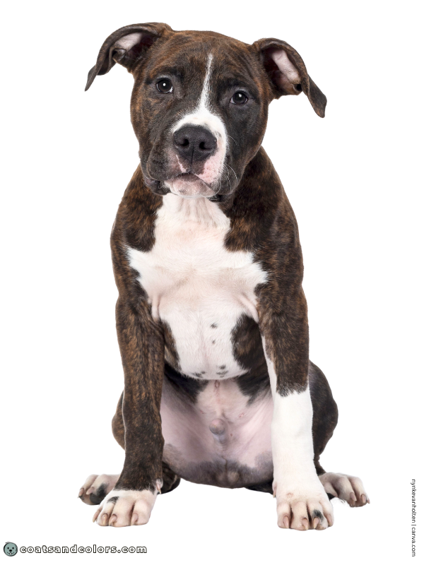coatsandcolors.com American Staffordshire Terrier Colors brindle white 2
