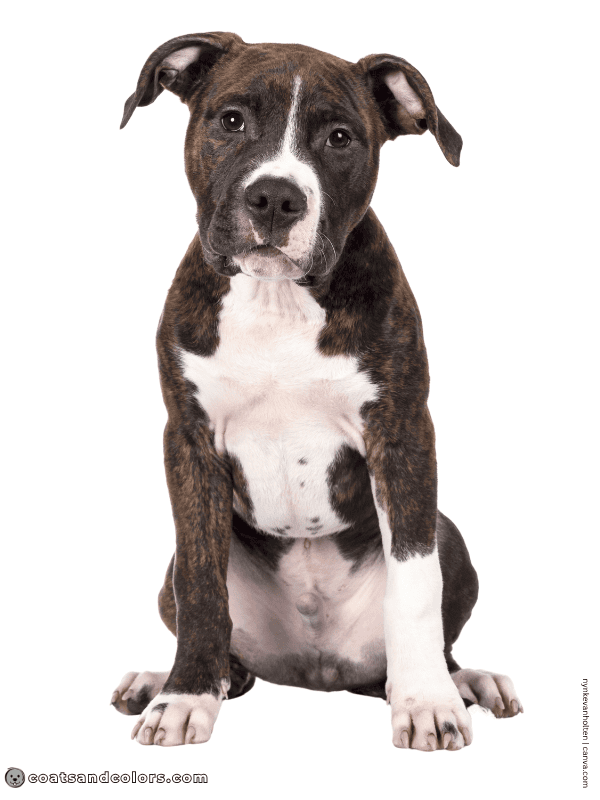 coatsandcolors.com American Staffordshire Terrier Colors brindle white 2