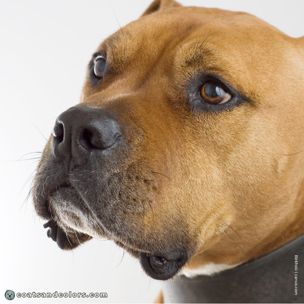 coatsandcolors.com American Staffordshire Terrier Colors brown eyes 2