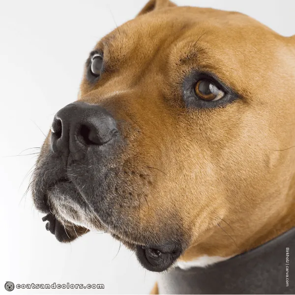 coatsandcolors.com American Staffordshire Terrier Colors brown eyes 2