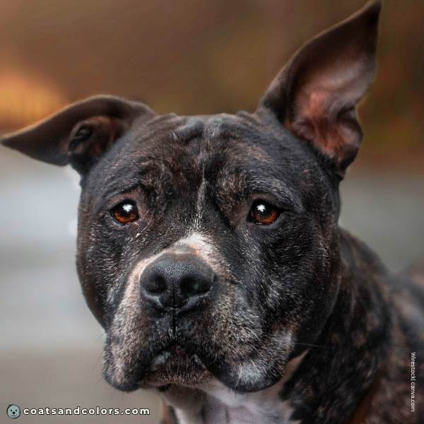 coatsandcolors.com American Staffordshire Terrier Colors brown eyes 3