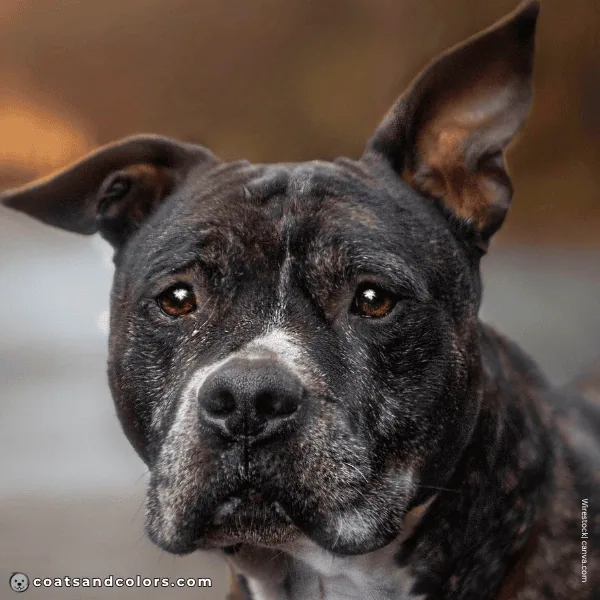 coatsandcolors.com American Staffordshire Terrier Colors brown eyes 3
