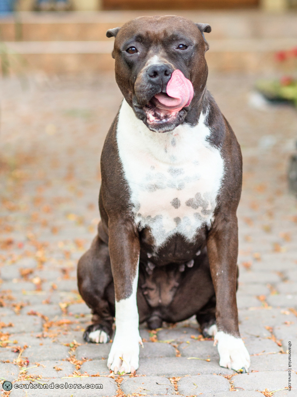 coatsandcolors.com American Staffordshire Terrier Colors brown seal 2