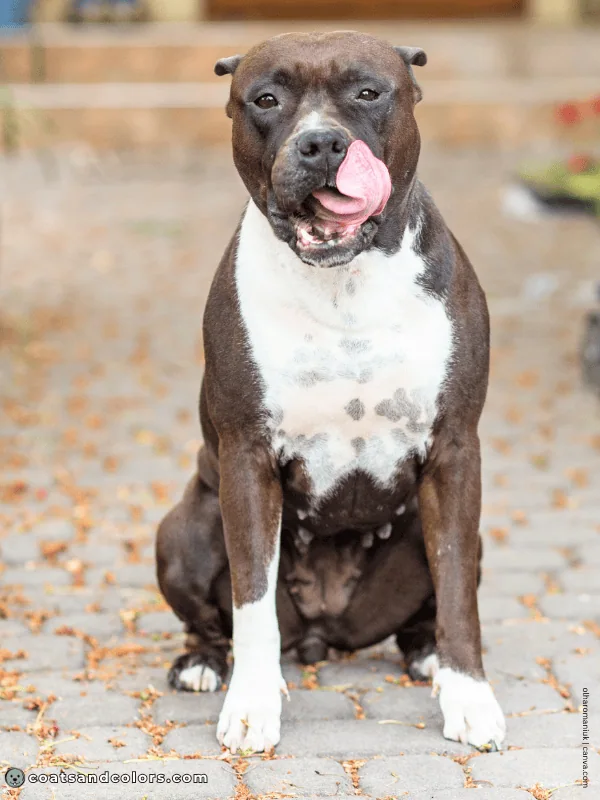 coatsandcolors.com American Staffordshire Terrier Colors brown seal 2