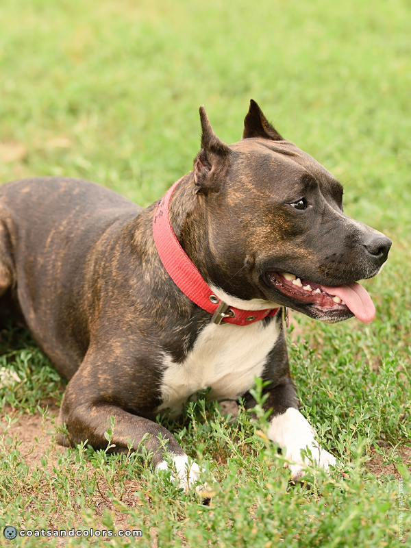 coatsandcolors.com American Staffordshire Terrier Colors brown seal brindle