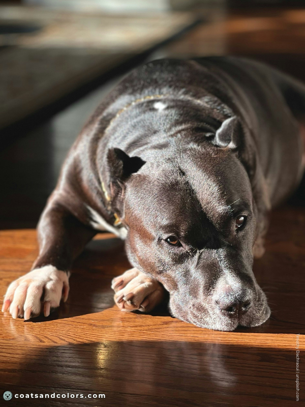 coatsandcolors.com American Staffordshire Terrier Colors brown seal