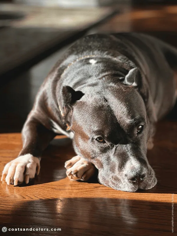 coatsandcolors.com American Staffordshire Terrier Colors brown seal