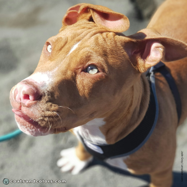 coatsandcolors.com American Staffordshire Terrier Colors butterfly nose 1