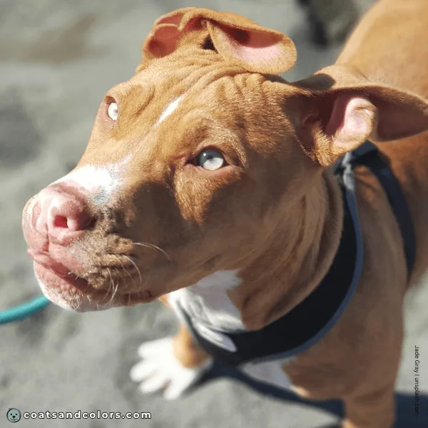 coatsandcolors.com American Staffordshire Terrier Colors butterfly nose 1