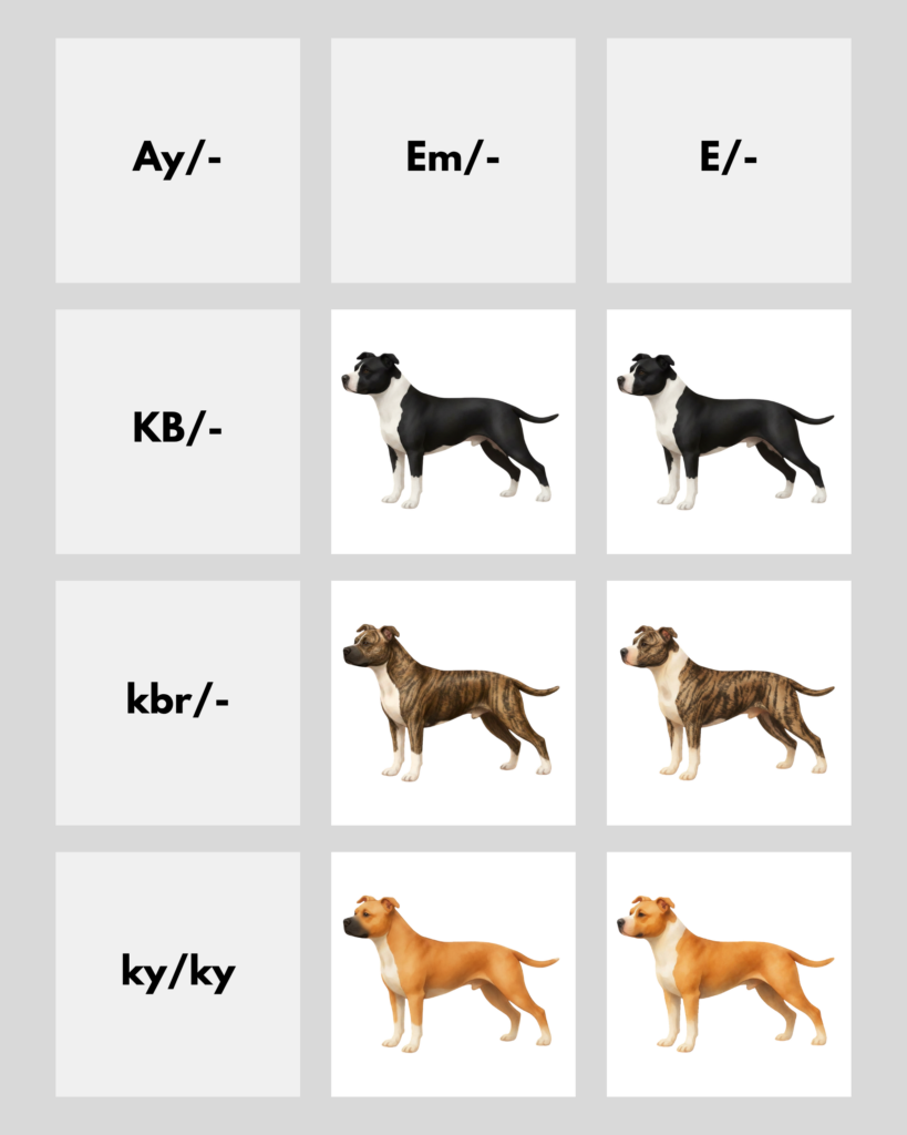 coatsandcolors.com American Staffordshire Terrier Colors color chart