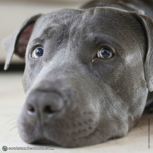 coatsandcolors.com American Staffordshire Terrier Colors diluted black green eyes