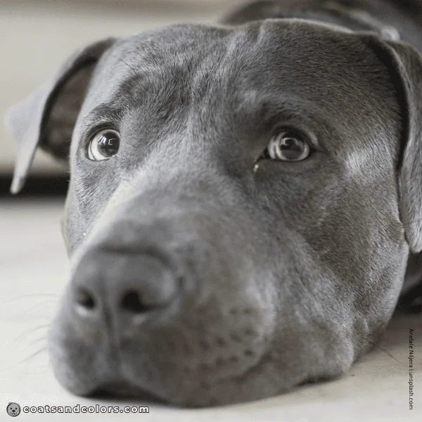 coatsandcolors.com American Staffordshire Terrier Colors diluted black green eyes