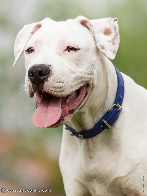 coatsandcolors.com American Staffordshire Terrier Colors ear spotting