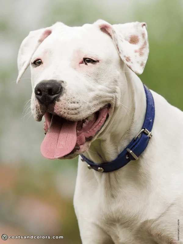 coatsandcolors.com American Staffordshire Terrier Colors ear spotting
