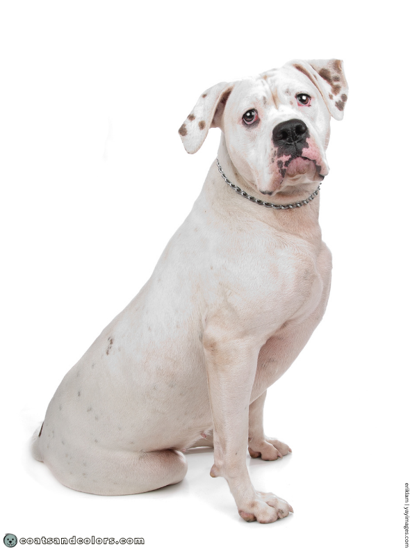 coatsandcolors.com American Staffordshire Terrier Colors extreme white 1
