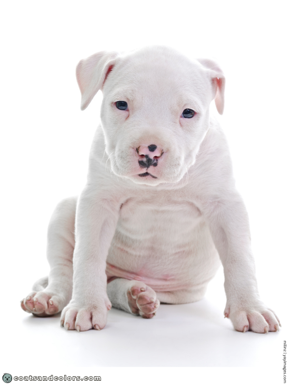 coatsandcolors.com American Staffordshire Terrier Colors extreme white 2