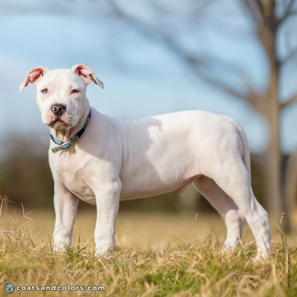 coatsandcolors.com American Staffordshire Terrier Colors extreme white standing