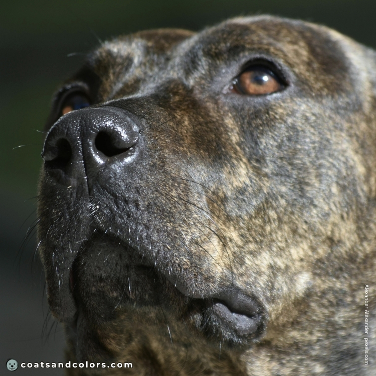 coatsandcolors.com American Staffordshire Terrier Colors eye color brown 1