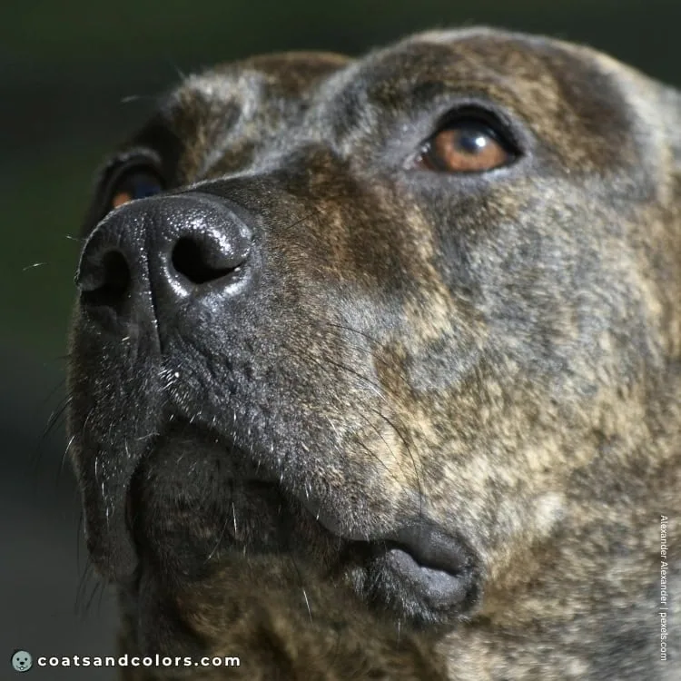 coatsandcolors.com American Staffordshire Terrier Colors eye color brown 1
