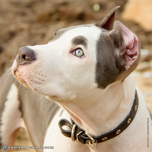 coatsandcolors.com American Staffordshire Terrier Colors eye color dilution 1