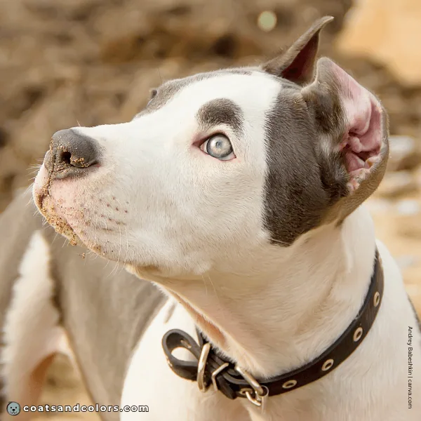 coatsandcolors.com American Staffordshire Terrier Colors eye color dilution 1