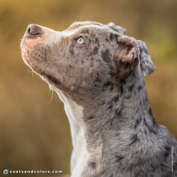 coatsandcolors.com American Staffordshire Terrier Colors faulty colors merle